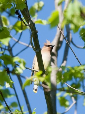 Cedar Waxwing