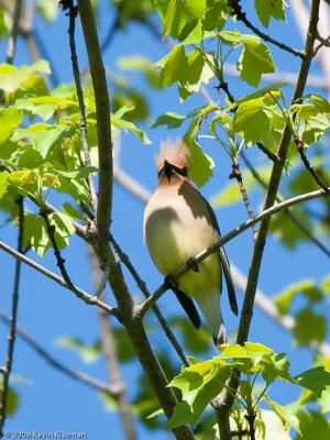 Cedar Waxwing with an unruly tuft