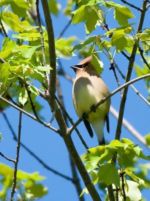 Cedar Waxwing