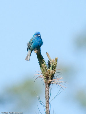Indigo Bunting