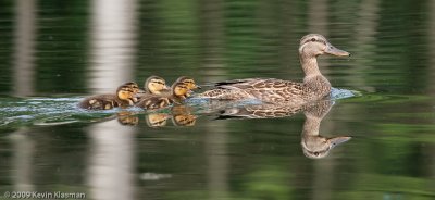 Mallard family