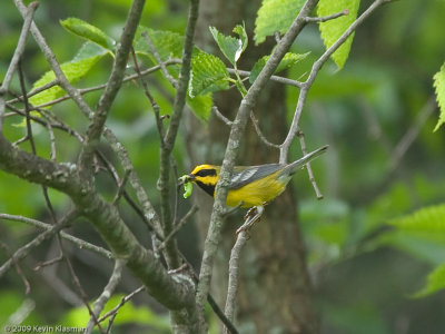 Lawerence's Warbler