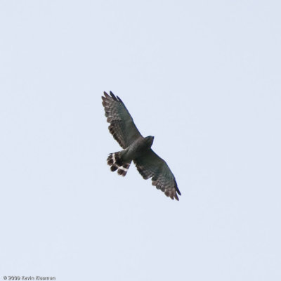 Broad-winged Hawk. (juv?) - Yudicky Farm NH - June 20, 2009