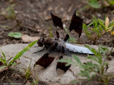 Dragonfly