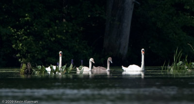 Mute Swan family