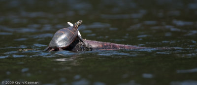 Turtle sunning itself