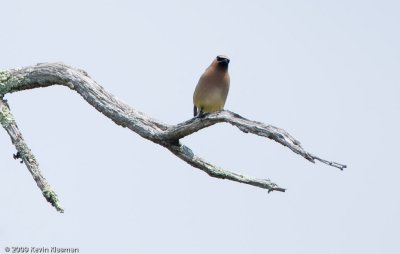 Cedar Waxwing