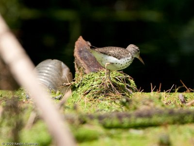 Spotted Sandpiper ignoring the trash