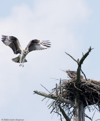 Coming in for a landing