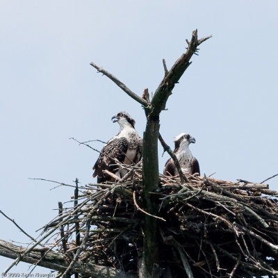 Mom and daughter on the nest