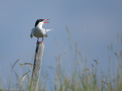 20090712_Seavey-Island-NH_0089