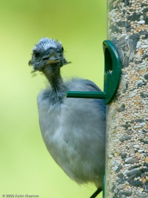 Molting Blue Jay