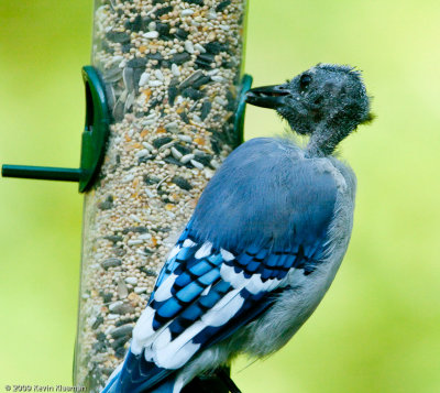 20090807_Heron-Pond_0046