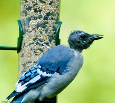 Blue Jay with extreme head molt - August 2009 - Hollis NH