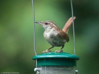 Carolina Wren (j) - Heron Pond - August 25, 2009