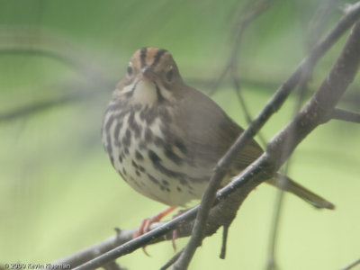 Ovenbird