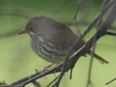Ovenbird