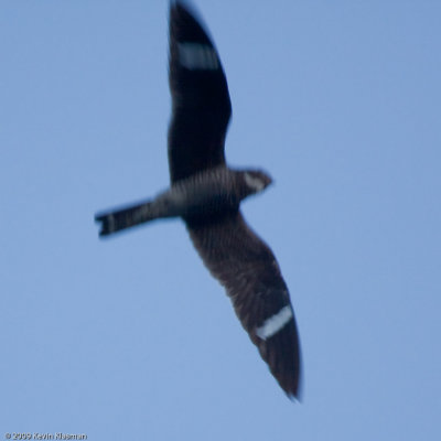 Male Common Nighthawk