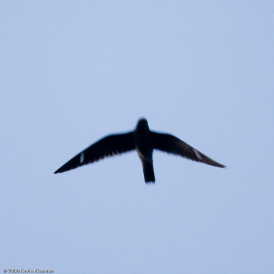 Common Nighthawk