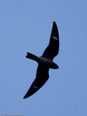 Common Nighthawk