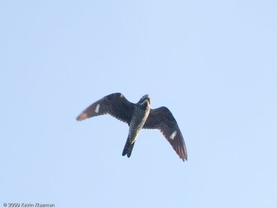 Female Common Nighthawk