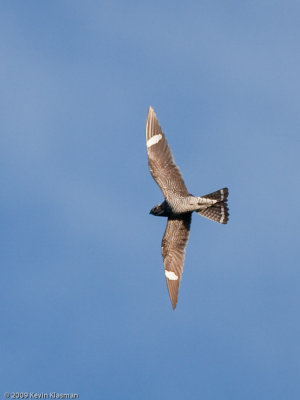 Male Common Nighthawk