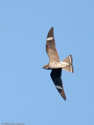 The white tail band differentiates males from females