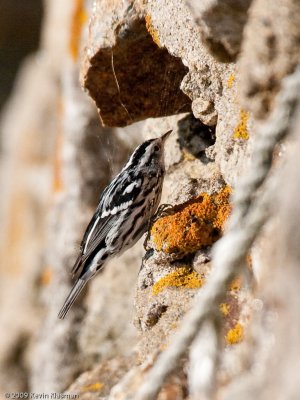 Black-and-white Warbler