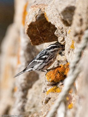 Black-and-white Warbler