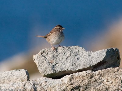 Immature White-throated Sparrow