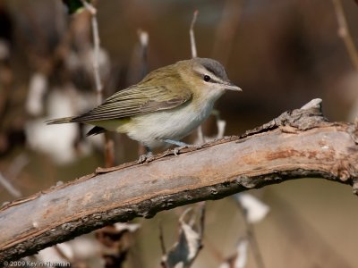 Red-eyed Vireo - Star Island NH - September 26, 2009