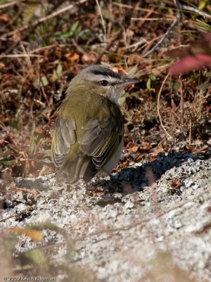 Red-eyed Vireo