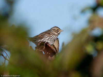 Savannah Sparrow - Star Island NH - September 26, 2009