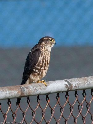 Merlin - Star Island NH - September 26, 2009