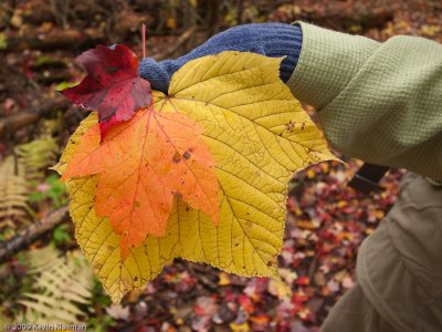 Lisa holds a few beautiful fall leaves