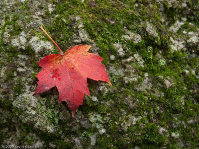 Maple leaf on mossy rock...or is it lichen?