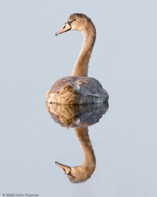 Immature Mute Swan reflection