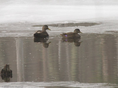 American Black Duck (m) - Hollis NH - March 7, 2008