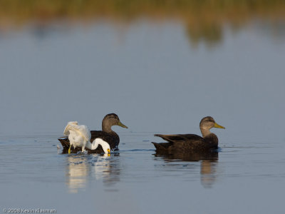 American Black Duck (f, m) - Plum Island MA - September 25, 2008