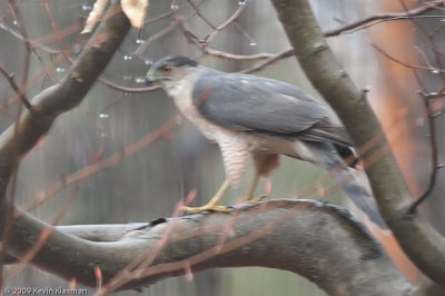 Cooper's Hawk - Heron Pond - April 3, 2009