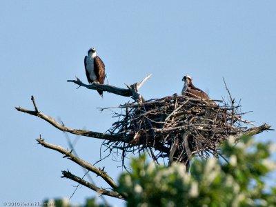 Osprey pair with chick