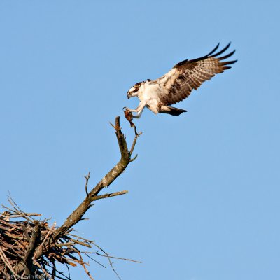 Osprey lands with fish