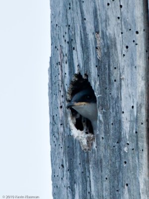 Tree Swallow chick
