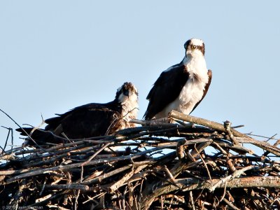 Adult Osprey on the nest