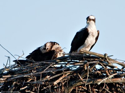 Natick Street Ospreys, July 1, 2010