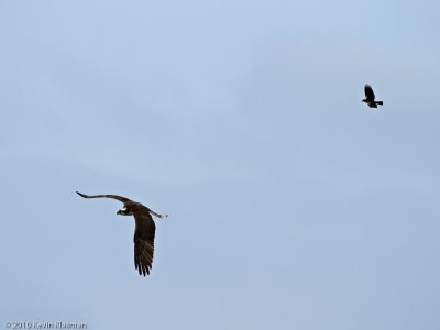 Red-winged Blackbird chasing Osprey