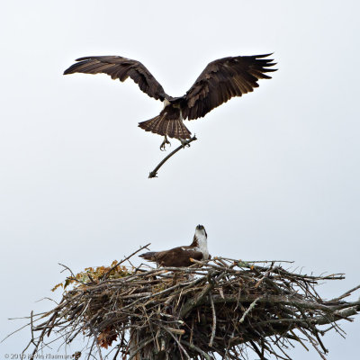 Ospreys