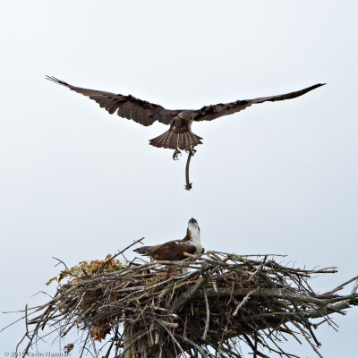 Ospreys