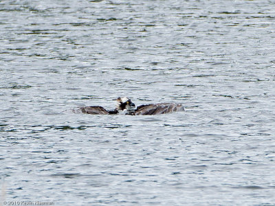 Osprey bathing