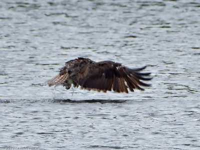 Osprey on the water